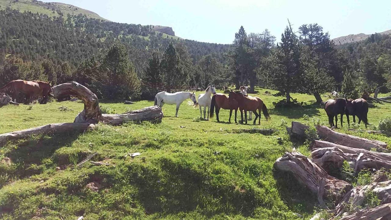 Apartaments Morello Esterri d'Àneu Buitenkant foto